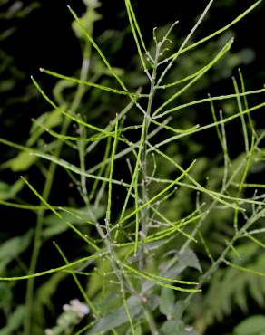 Fotografia 3 da espécie Arabidopsis cebennesis no Jardim Botânico UTAD