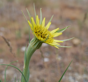 Fotografia da espécie Tragopogon dubius