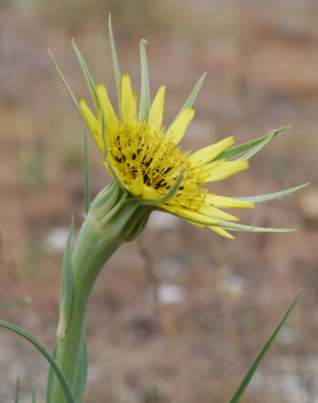 Fotografia 1 da espécie Tragopogon dubius no Jardim Botânico UTAD