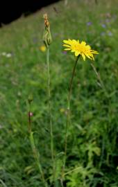 Fotografia da espécie Tragopogon pratensis