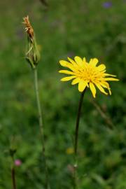 Fotografia da espécie Tragopogon pratensis