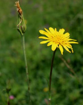 Fotografia 1 da espécie Tragopogon pratensis no Jardim Botânico UTAD