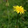 Fotografia 1 da espécie Tragopogon pratensis do Jardim Botânico UTAD