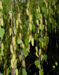 Betula pubescens var. glabrata