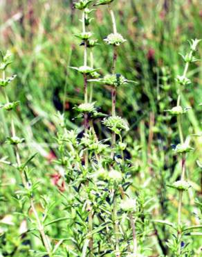 Fotografia 3 da espécie Mentha cervina no Jardim Botânico UTAD