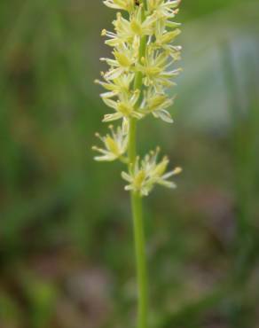 Fotografia 3 da espécie Tofieldia calyculata no Jardim Botânico UTAD