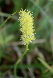 Fotografia da espécie Tofieldia calyculata
