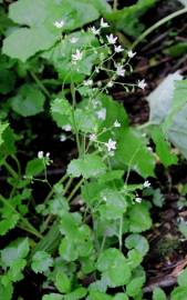 Fotografia da espécie Saxifraga rotundifolia subesp. rotundifolia