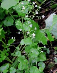 Saxifraga rotundifolia subesp. rotundifolia