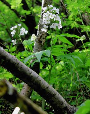 Fotografia 3 da espécie Cardamine heptaphylla no Jardim Botânico UTAD