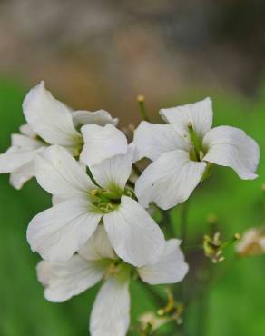 Fotografia 5 da espécie Cardamine heptaphylla no Jardim Botânico UTAD