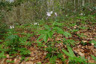 Fotografia da espécie Cardamine heptaphylla
