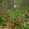 Fotografia 6 da espécie Cardamine heptaphylla do Jardim Botânico UTAD