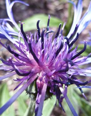 Fotografia 4 da espécie Centaurea triumfetti no Jardim Botânico UTAD