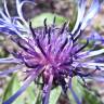 Fotografia 4 da espécie Centaurea triumfetti do Jardim Botânico UTAD