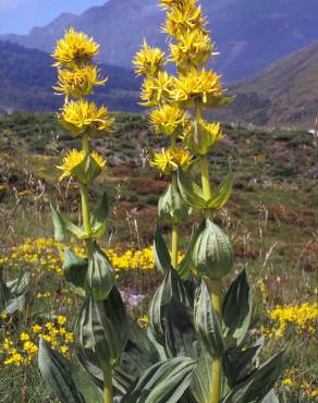 Fotografia 7 da espécie Gentiana lutea subesp. lutea no Jardim Botânico UTAD