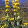 Fotografia 7 da espécie Gentiana lutea subesp. lutea do Jardim Botânico UTAD