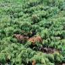 Fotografia 5 da espécie Juniperus communis subesp. alpina do Jardim Botânico UTAD