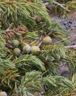 Fotografia 7 da espécie Juniperus communis subesp. alpina no Jardim Botânico UTAD