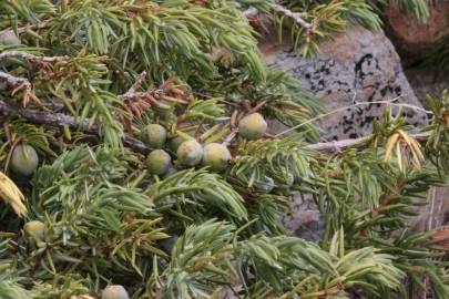 Fotografia da espécie Juniperus communis subesp. alpina