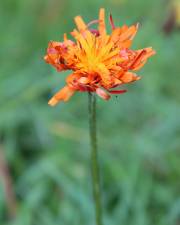 Fotografia da espécie Crepis aurea