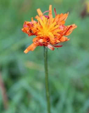 Fotografia 1 da espécie Crepis aurea no Jardim Botânico UTAD