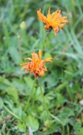 Fotografia da espécie Crepis aurea