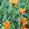 Fotografia 3 da espécie Crepis aurea do Jardim Botânico UTAD