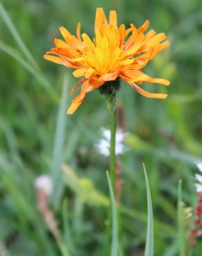 Fotografia 4 da espécie Crepis aurea no Jardim Botânico UTAD