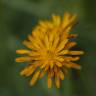 Fotografia 5 da espécie Crepis aurea do Jardim Botânico UTAD