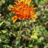 Fotografia 6 da espécie Crepis aurea do Jardim Botânico UTAD