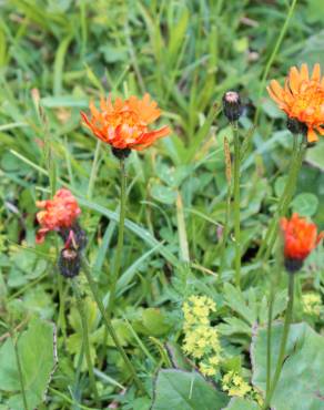 Fotografia 7 da espécie Crepis aurea no Jardim Botânico UTAD