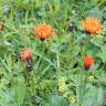 Fotografia 7 da espécie Crepis aurea do Jardim Botânico UTAD