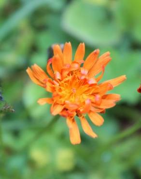 Fotografia 8 da espécie Crepis aurea no Jardim Botânico UTAD