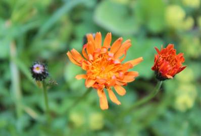 Fotografia da espécie Crepis aurea