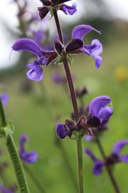 Fotografia da espécie Salvia pratensis