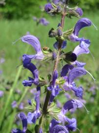Fotografia da espécie Salvia pratensis