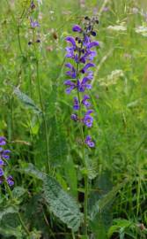 Fotografia da espécie Salvia pratensis