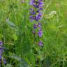Fotografia 6 da espécie Salvia pratensis do Jardim Botânico UTAD
