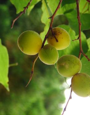 Fotografia 2 da espécie Prunus armeniaca no Jardim Botânico UTAD