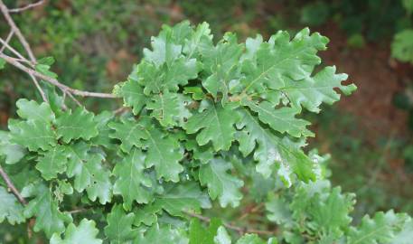 Fotografia da espécie Quercus petraea subesp. petraea