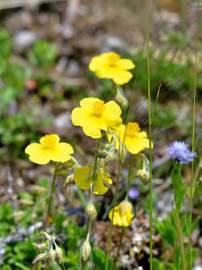 Fotografia da espécie Helianthemum nummularium