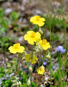 Fotografia 6 da espécie Helianthemum nummularium no Jardim Botânico UTAD