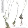 Fotografia de herbário 1 da espécie Crupina vulgaris no Jardim Botânico UTAD