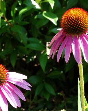 Fotografia 8 da espécie Echinacea purpurea no Jardim Botânico UTAD