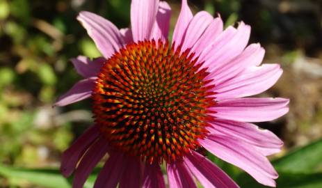 Fotografia da espécie Echinacea purpurea