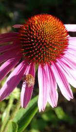 Fotografia da espécie Echinacea purpurea