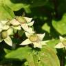 Fotografia 6 da espécie Philadelphus coronarius do Jardim Botânico UTAD