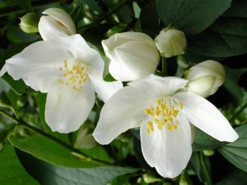 Fotografia da espécie Philadelphus coronarius