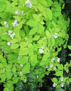 Fotografia 9 da espécie Philadelphus coronarius no Jardim Botânico UTAD